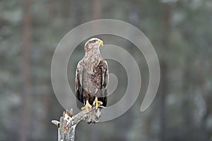 White-tailed eagle on a tree in winter