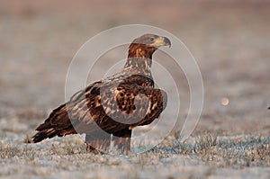 White tailed eagle.