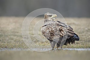 White-tailed eagle by waters edge