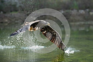 White Tailed Eagle