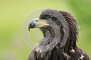 The white tailed eagle