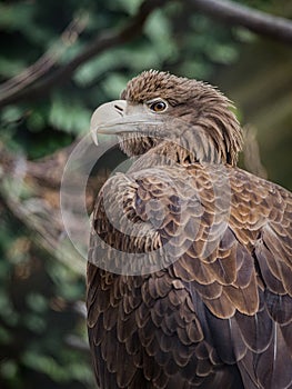 White-tailed eagle White-tailed sea-eagle photo