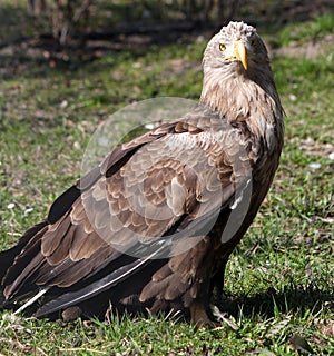 White tailed eagle wildlife