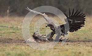 White tailed eagle with wings open in flight fighting another eagle.flight.