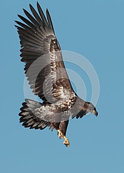 White tailed eagle with wings open in flight fighting another eagle.flight.