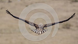 White-tailed Eagle Wingspan