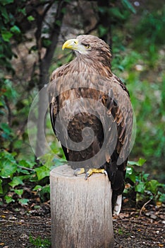 A white-tailed eagle with a yellow beak resting on a trunk and on a green background Pigargo European, White tailed eagle, Bald E