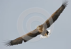 White-tailed Eagle, Zeearend, Haliaeetus albicilla