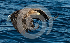 White-tailed eagles fishing. Blue Ocean Background