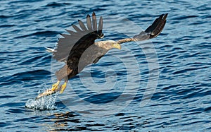 White-tailed eagles fishing. Blue Ocean Background