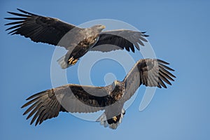 White-tailed eagles soaring