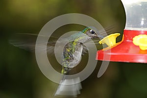 White-tailed Emerald Hummingbird, Costa Rica