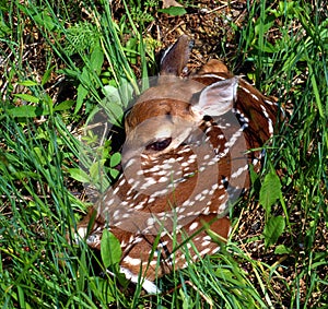 White-tailed Fawn