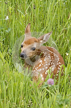 White Tailed Fawn Curled up Lush Meadow