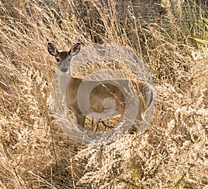 White tailed fawn deer in the sea oats