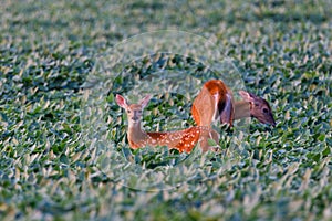 White-tailed fawn and doe feeding in a Soybean Glycine max field during summer.