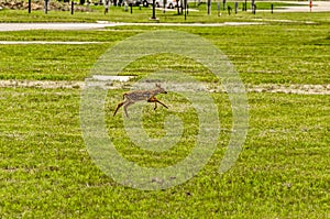 White-tailed Fawn Seeking Shelter