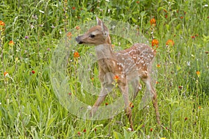 White tailed fawn standing in Wildflowers