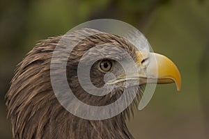 White-tailed Fish-Eagle