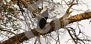 White Tailed Fish Eagle