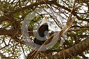 White Tailed Fish Eagle