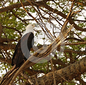 White Tailed Fish Eagle