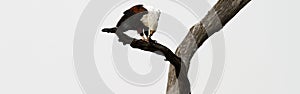 White Tailed Fish Eagle