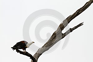 White Tailed Fish Eagle