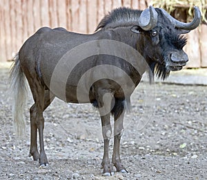 White-tailed gnu 1