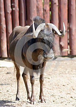 White-tailed a gnu