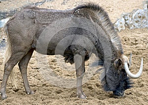 White-tailed gnu 2