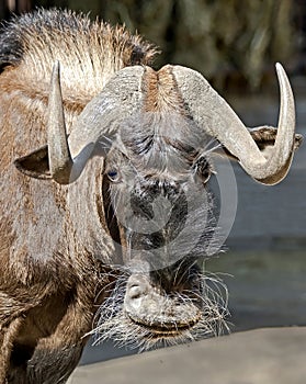 White-tailed gnu 3