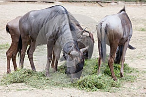 White-tailed gnu