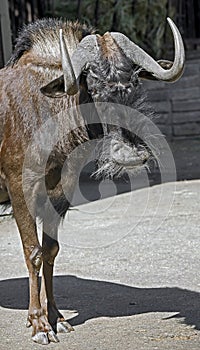 White-tailed gnu 4