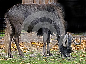 White-tailed gnu 6