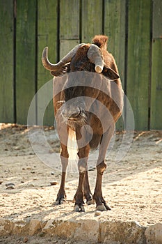 White-tailed gnu (Connochaetes gnou)