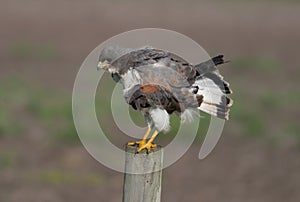 White-tailed Hawk