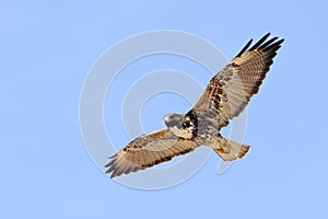 White-tailed Hawk in Flight- Texas