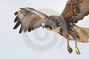 White-tailed Hawk - Texas