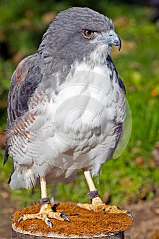 White-tailed Hawk