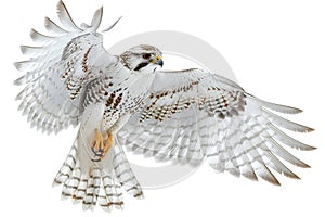 White-tailed Hawk in Flight