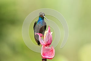 White-tailed Hillstar sitting and drinking nectar from favourite red flower. Animal behaviour. Colombia