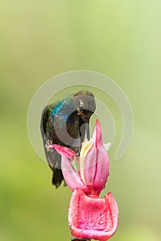 White-tailed Hillstar sitting and drinking nectar from favourite red flower. Animal behaviour. Colombia