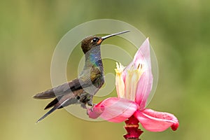 White-tailed Hillstar sitting and drinking nectar from favourite red flower. Animal behaviour. Colombia