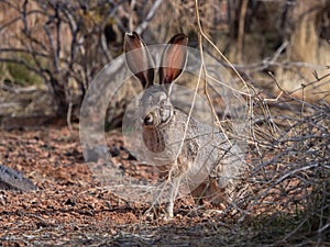 White-tailed Jack Rabbit Sitting Still