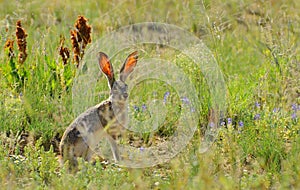 White-tailed jackrabbit