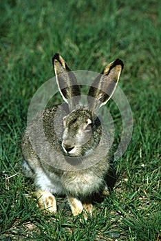 White-tailed Jackrabbit in Grass