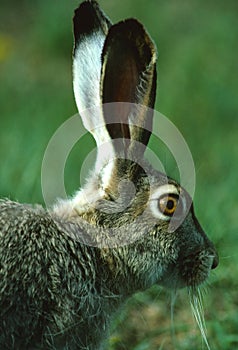 White-tailed Jackrabbit Portrait