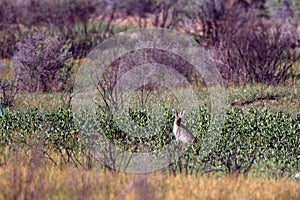 White-tailed Jackrabbit, or Prairie Jack, a big rodent with long ears, in Alamosa National Wildlife Refuge photo