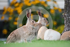 White-tailed Jackrabbits In Backyard Garden